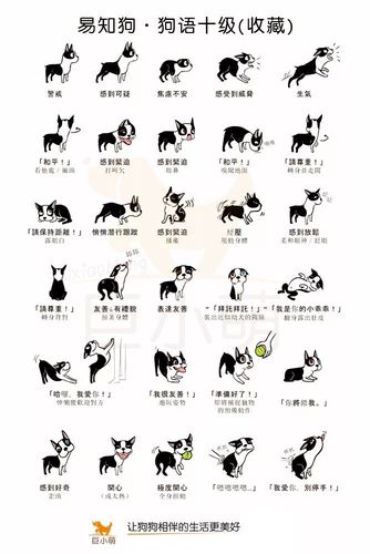 狗狗肢体语言,狗狗肢体语言解读,狗狗的各种表情各代表什么意思？