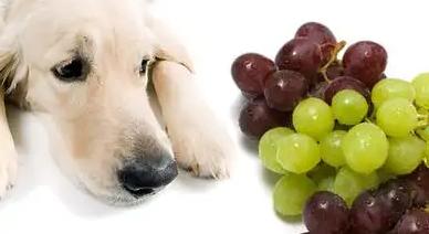 狗狗吃了葡萄会怎么样,狗狗吃了葡萄会怎么样会拉肚子,狗狗能吃葡萄吗？