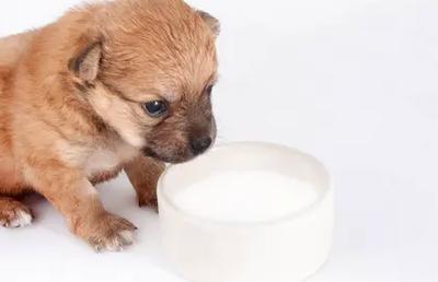 狗狗可以喝糖水吗,狗狗可以喝糖水吗会死吗,小狗可以喝白糖水吗？