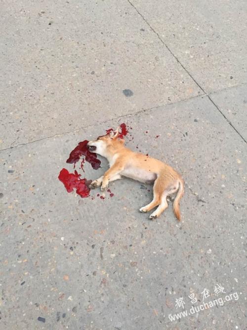 狗狗被撞死了,狗狗被撞死了对主人是吉还是凶,狗狗被撞死了