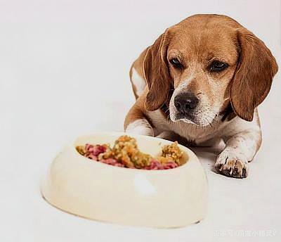 狗狗挑食不吃饭怎么办,狗挑食一般饿几天能屈服,狗狗不吃东西怎么办最好的方法？