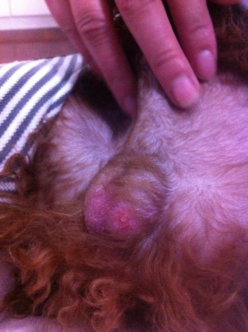 狗狗睾丸肿大,狗狗睾丸肿大是怎么回事,狗狗蛋蛋皮肤上面有些红包是怎么了？