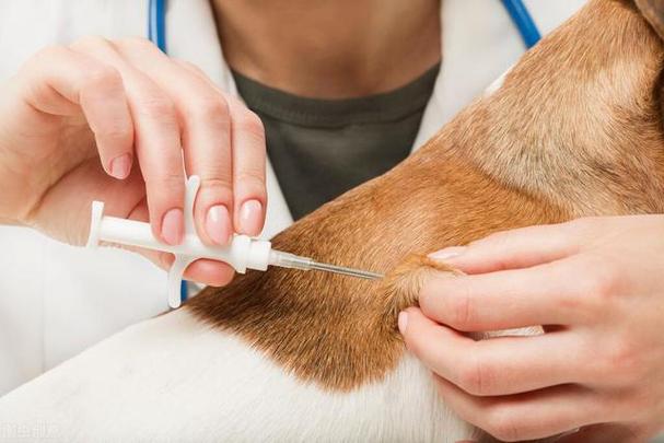 狗狗的疫苗怎么打,狗狗的疫苗怎么打几针,狗狗疫苗怎么打？