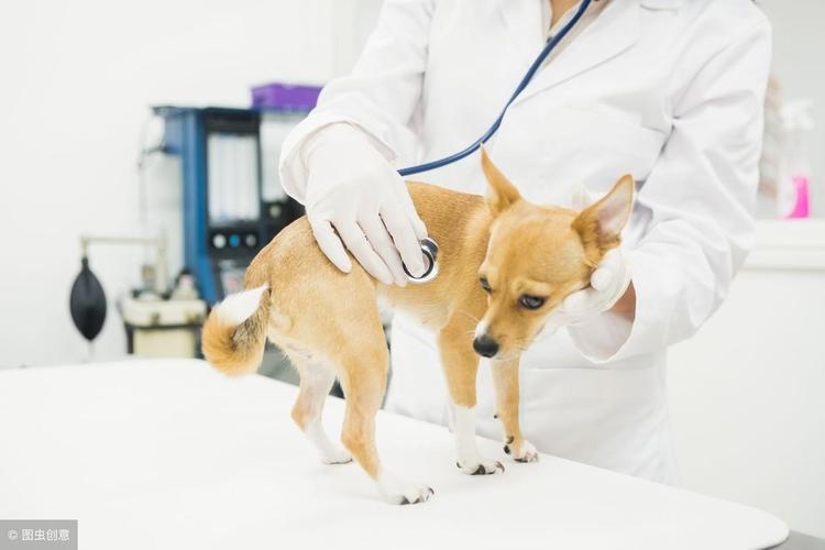 狗狗怎么预防弓形虫,狗狗怎么预防弓形虫感染,狗狗用不用打弓形虫疫苗？