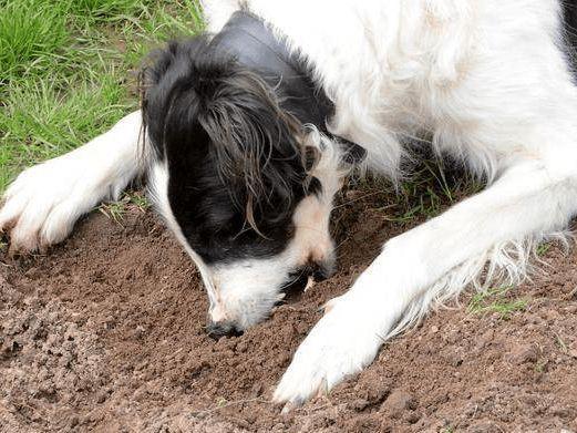 狗狗吃土是怎么回事,狗狗吃土是怎么回事怎么治疗,狗狗吃土怎么办？
