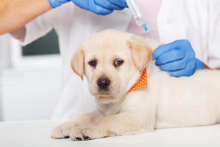 狗狗打疫苗要打几针,狗狗打疫苗要打几针多少钱,犬八联一共是几针？