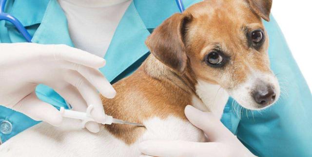 狗狗打疫苗要打几针,狗狗打疫苗要打几针多少钱,正常情况下狗一共要打多少疫苗针？