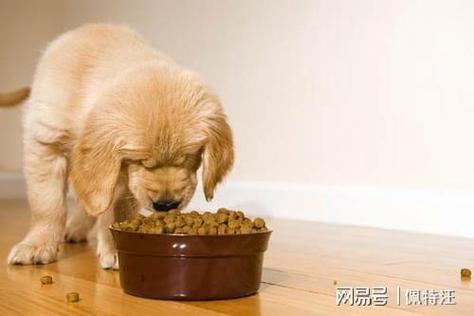 狗狗一天吃一顿,狗狗一天吃一顿可以吗,一个月的狗狗肚子总是圆鼓鼓的，还是要吃，这是什么情况啊！谢谢了，大神帮忙啊？