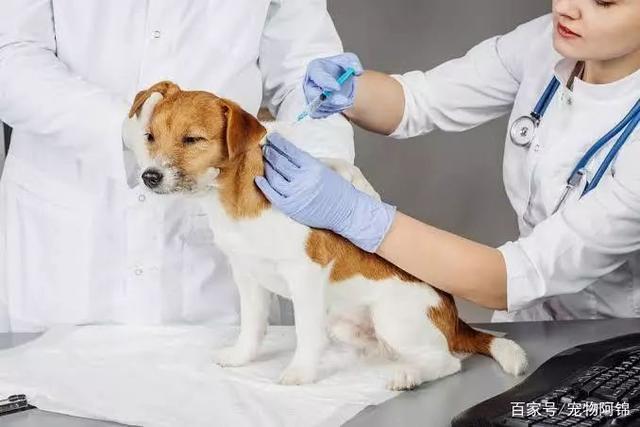 狗狗打完疫苗拉稀,狗狗打完疫苗拉稀怎么回事,狗狗打完疫苗后拉肚子怎么回事？（急——）？