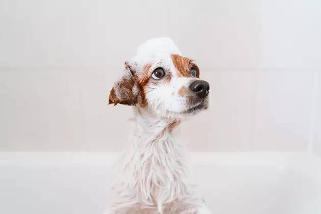狗狗洗澡注意事项,两个月狗狗洗澡注意事项,狗狗怀孕什么时候能洗澡？