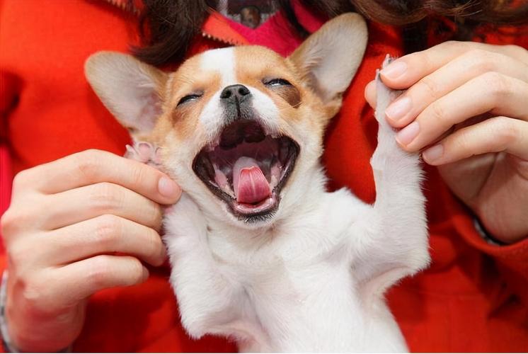 狗狗开心的表现,狗狗开心的表现是什么,一回家狗狗就特别兴奋，怎么办？