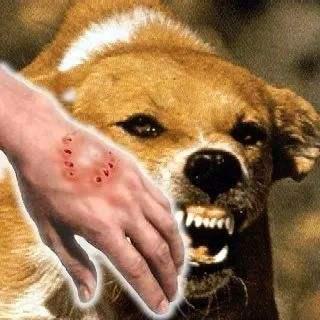 狗狗咬人是什么原因,狗狗咬人是什么原因造成的,有的狗为什么会无缘无故的咬人呢？
