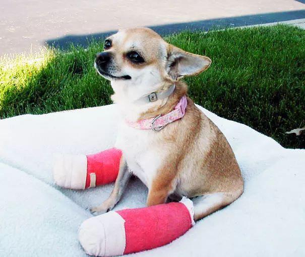 狗狗腿受伤了怎么办,狗狗腿受伤了怎么办?,狗狗的腿伤了，但不知道怎么伤到的，可以带它出去散步吗？
