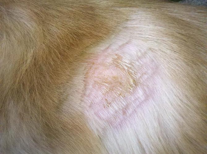 怎么预防狗狗皮肤病,怎么预防狗狗皮肤病不会传染给人,狗皮肤病的原因，狗皮肤病怎么治疗？