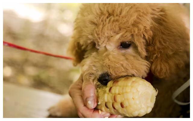 狗狗能吃核桃吗,狗狗能吃核桃吗 泰迪,柴犬可以吃核桃吗？