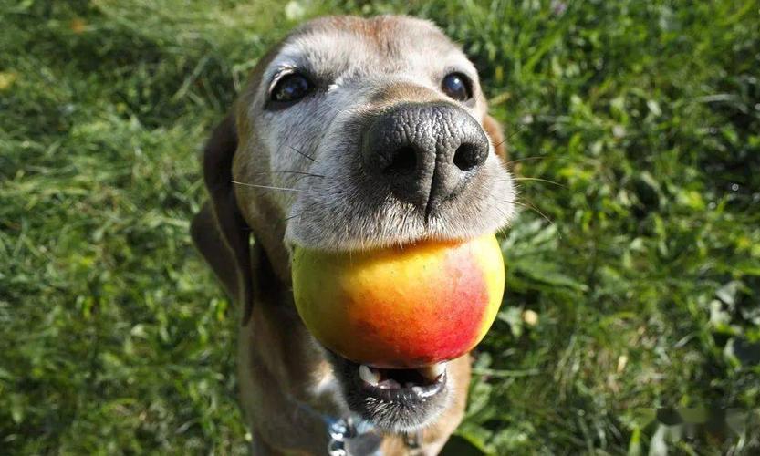 狗狗可以吃桃子,狗狗可以吃桃子不?,幼狗可以吃桃子吗？