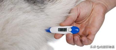 狗狗如何测量体温,狗发烧摸哪里才知道,怎么给狗狗量体温？