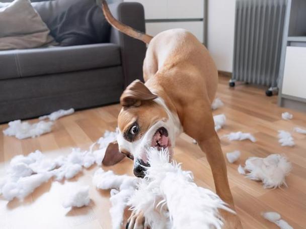 狗狗吃了棉花,狗狗吃了棉花怎么办,狗狗吃了垫子里的棉花怎么办？