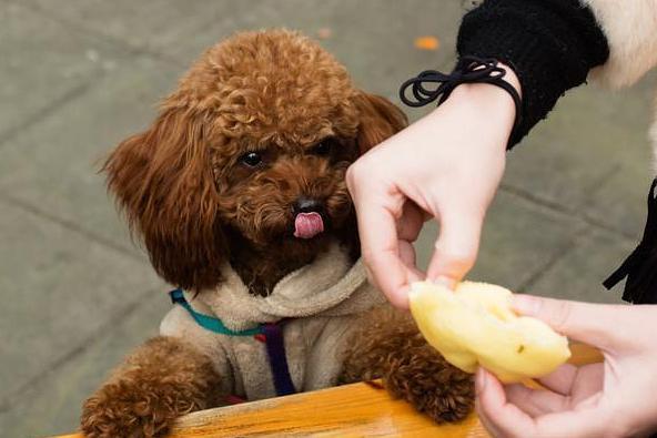 狗狗可以吃的水果,狗狗可以吃的水果蔬菜有哪些?,泰迪能吃什么水果？