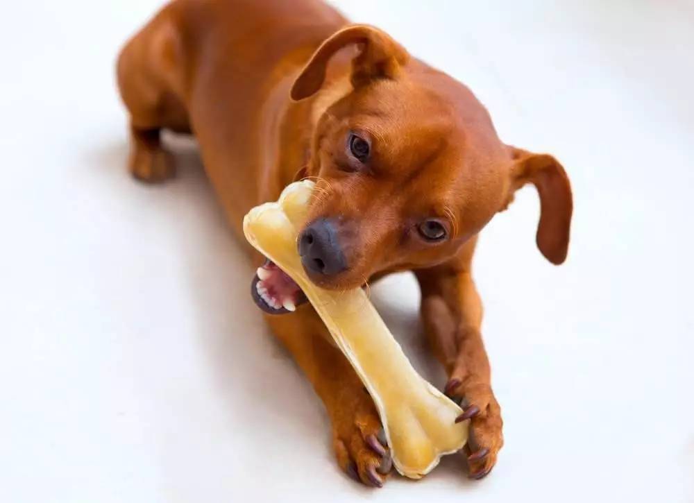 狗狗为什么爱吃骨头,狗为什么喜欢吃骨头怎么消化,狗为什么会喜欢吃肉骨头的？