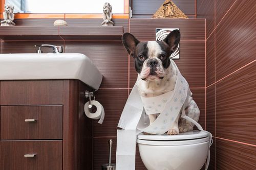 狗狗坐便器,狗狗坐便器视频教程,怎样才能训练狗狗到马桶里上厕所？
