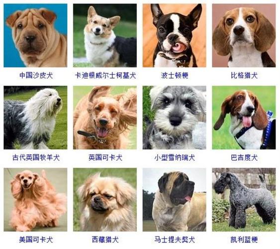 狗狗的所有品种,狗狗的所有品种及图片,怎么查宠物品种？