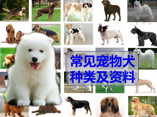 狗狗品种大全介绍,狗狗品种大全介绍书,什么狗适合在农村养？