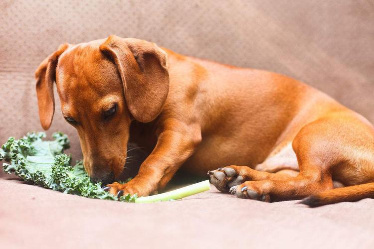 三个月的狗狗可以吃什么,三个月的狗狗可以吃什么蔬菜,家里养了三个月的小狗，见到能吃的就吃，有多少吃多少，怎么办？