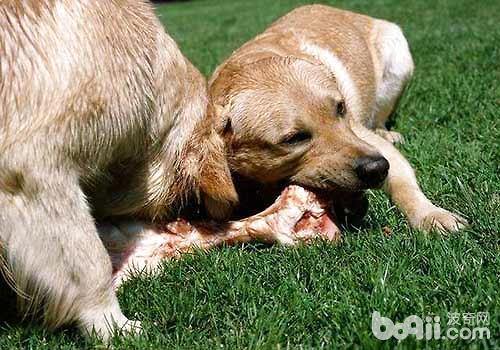 狗狗能不能吃牛肉,狗狗能不能吃牛肉干,狗狗吃酱牛肉行吗？