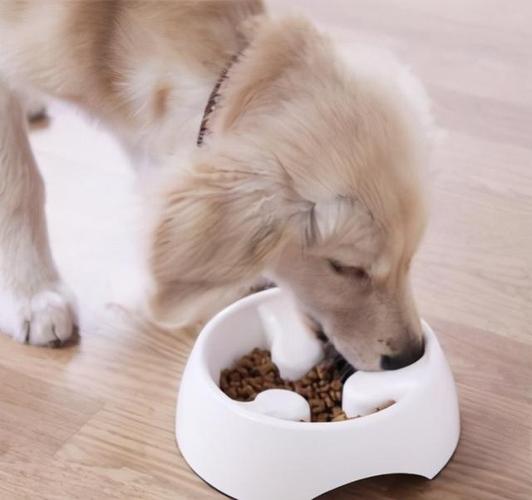 狗狗细小吃什么食物,狗狗细小吃什么食物比较有营养,狗狗得了细小，能喂糖盐水吗？