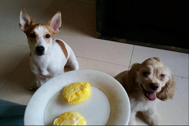狗狗可以吃蛋清吗,狗狗可以吃蛋清吗熟的,三个月的小狗可以吃蛋清吗？