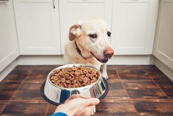 狗狗能吃红豆吗,狗狗能吃红豆吗?,打狂犬疫苗期间能吃绿豆和红豆汤吗会对疫苗有影响吗？