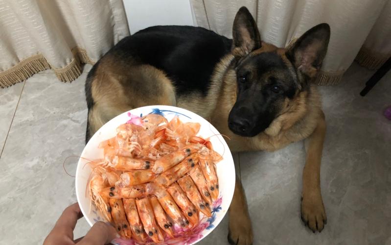 狗狗可以吃海鲜吗,狗狗可以吃虾吗,狗不能吃虾吗？