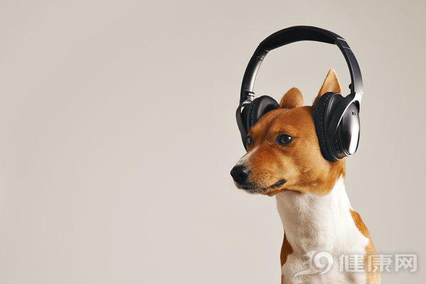 狗狗的听觉,狗狗的听觉是人的几倍,狗的听觉范围是多少？