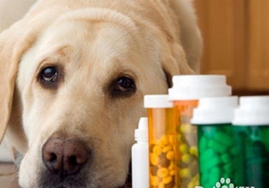狗狗可以吃人的药吗,狗狗咳嗽可以吃人的药吗,狗狗能吃人服的多酶片吗？