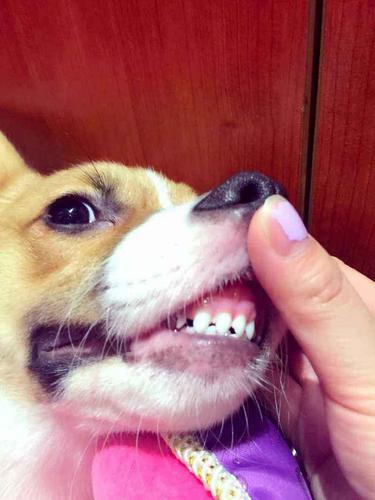 狗狗换牙顺序,狗狗换牙顺序图解,边牧换牙换哪几颗？