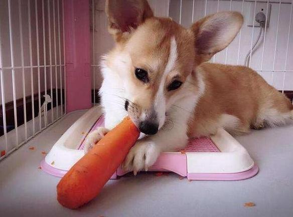 狗狗能不能吃萝卜,狗狗能不能吃萝卜干,比熊能吃萝卜吗？