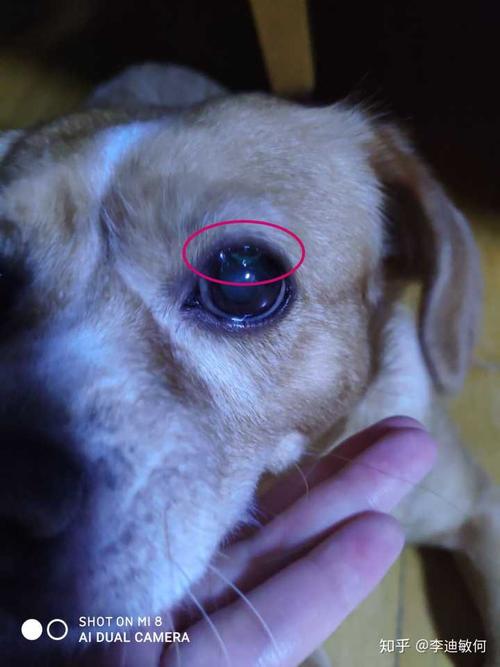 狗狗眼睛有点红,狗狗眼睛有点红是怎么回事,狗狗眼睛瞳孔蓝色，这是怎么回事？
