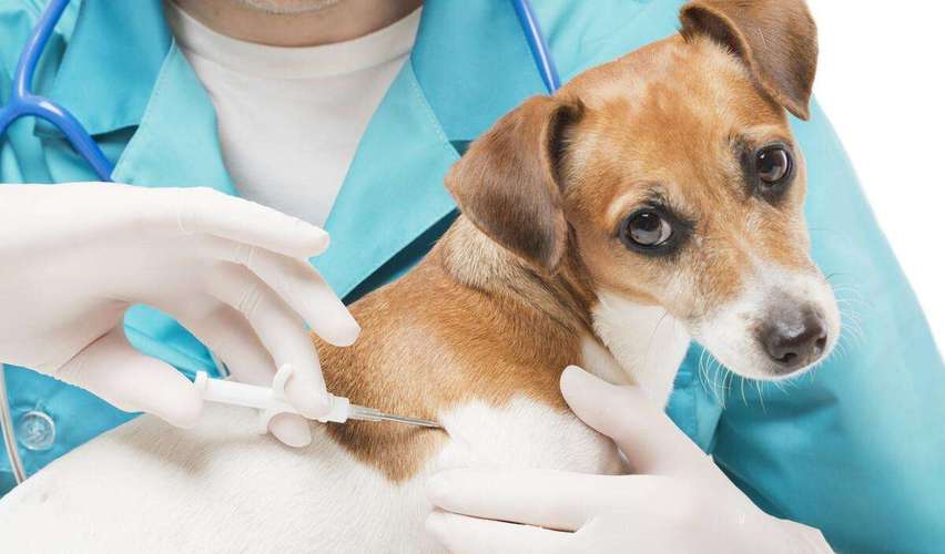 为什么要给狗狗打疫苗,为什么要给狗狗打疫苗?,给小狗打第一针干嘛的？