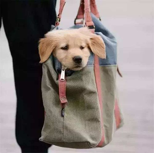 狗狗可以坐地铁吗,双肩包背狗狗可以坐地铁吗,成都地铁可以带宠物吗？