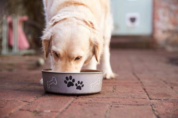 狗狗能吃稀饭吗,狗狗能吃稀饭吗?,小狗能喝大米稀饭吗？