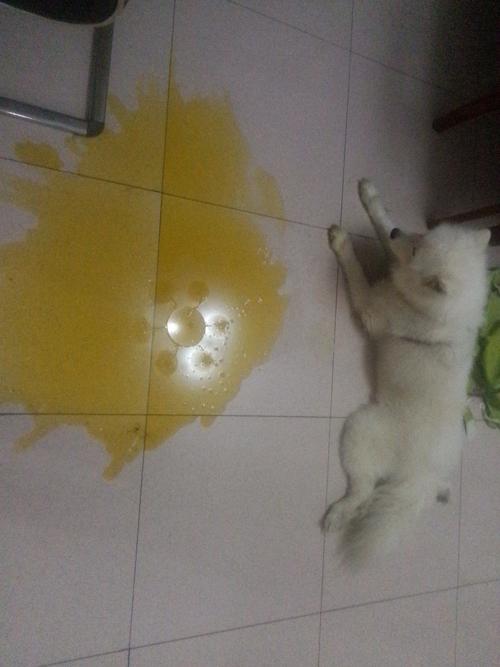 狗狗吐黄色的水,狗狗吐黄色的水是怎么回事,狗狗吐了黄水是怎么回事？