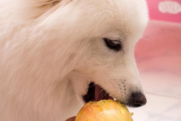 狗狗能不能吃苹果,狗狗能不能吃苹果核,对狗狗最好的三种水果？