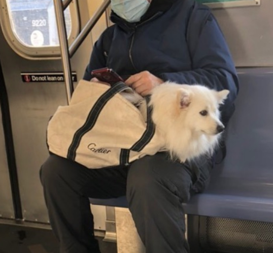 地铁可以带狗狗吗,地铁可以带狗狗吗装在宠物包里,地铁能带什么宠物？