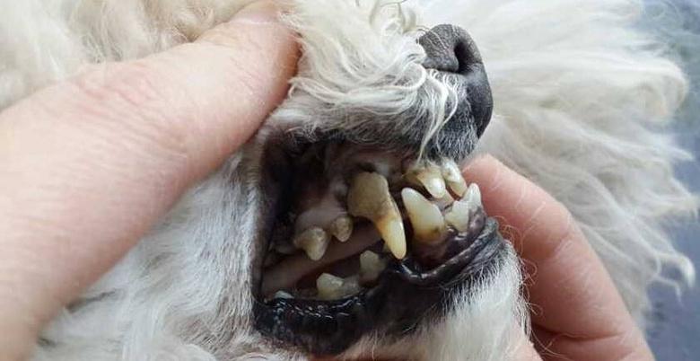 狗狗为什么会有牙结石,狗狗为什么会有牙结石的原因,怎样去除狗狗牙结石狗狗牙结石怎么办？