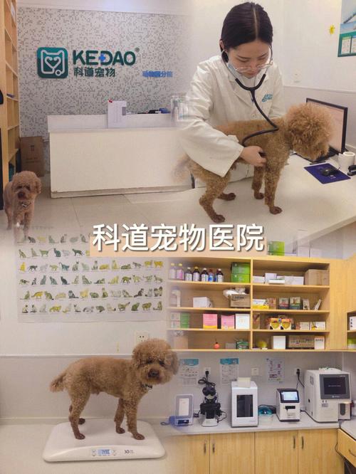 狗狗医院哪个好,狗狗专科医院,郑州宠物医院排名前十名？