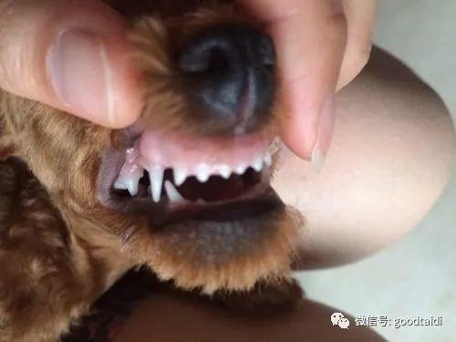 狗狗几个月掉牙,狗狗几个月掉牙换牙,泰迪几岁开始掉牙算正常？