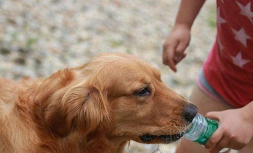 狗狗一天不喝水,狗狗一天不喝水会不会渴死,狗狗可以多长时间不喝水？