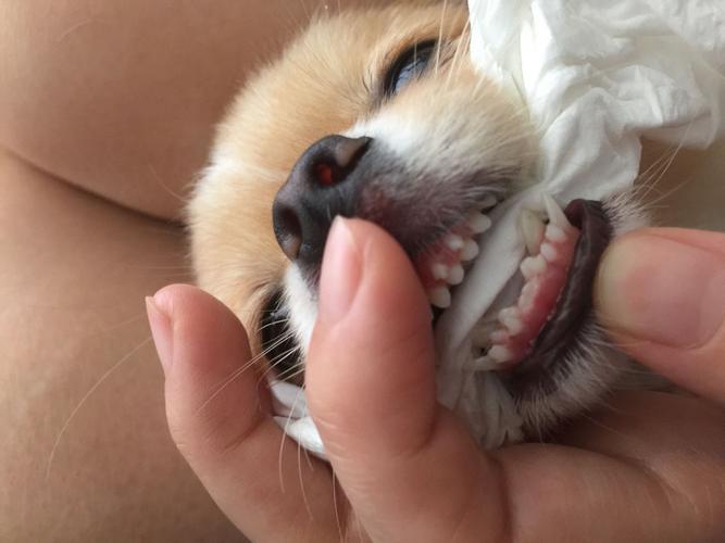狗狗牙齿松动了怎么办,牙齿松动最简单治疗,狗狗牙齿松动，怎么办，大家帮我看看，非行？
