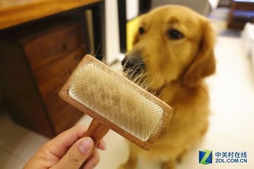 如何防止狗狗掉毛,如何防止狗狗掉毛的方法,狗狗掉毛怎么解决？